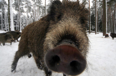 5 грудня 2013, 15:48 Переглядів:   Луганщина посилює заходи по недопущенню на територію області африканської чуми свиней