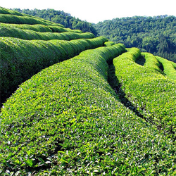 Насолоджуватися зеленим чаєм - цілющим напоєм, який останнім часом став одним з найулюбленіших в нашій країні, ми можемо завдяки китайському народу, який почав вирощувати чай ще в II столітті до нашої ери